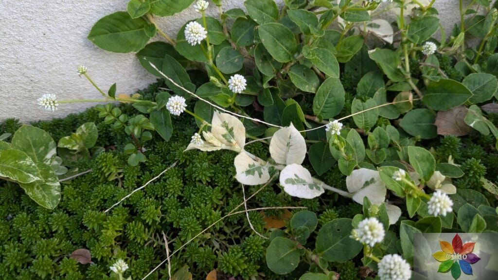 ポリゴナム　ホワイト　地植え