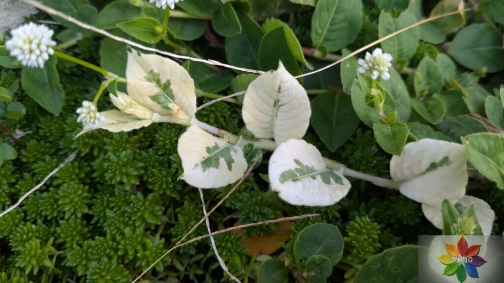 ポリゴナム　ホワイト　地植え