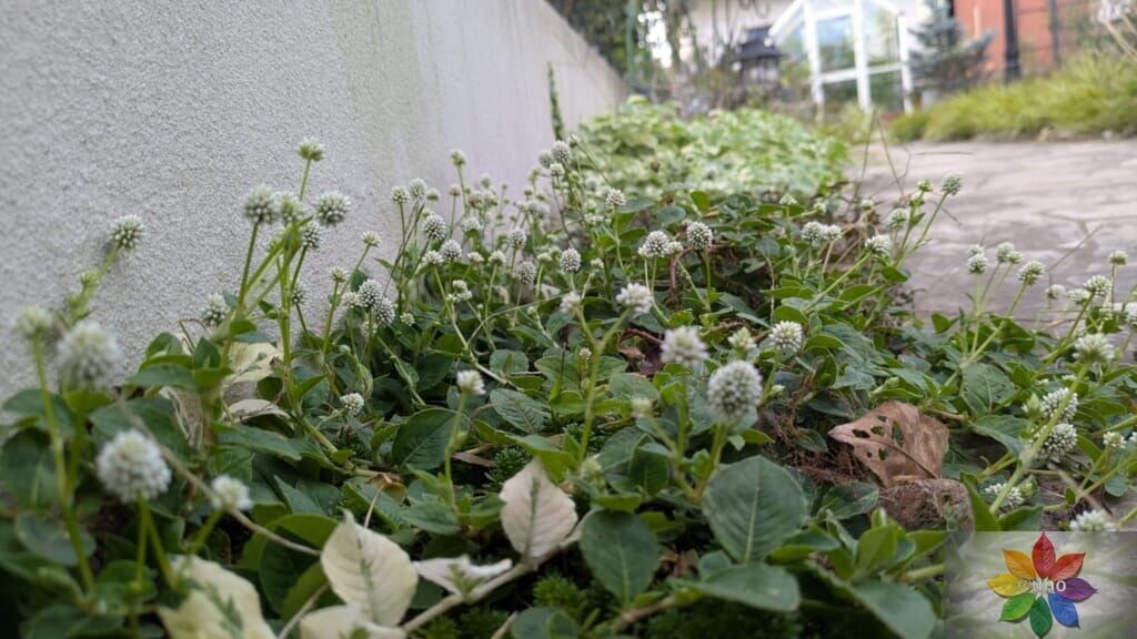 ポリゴナム　ホワイト　地植え