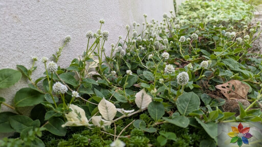 ポリゴナム　ホワイト　地植え