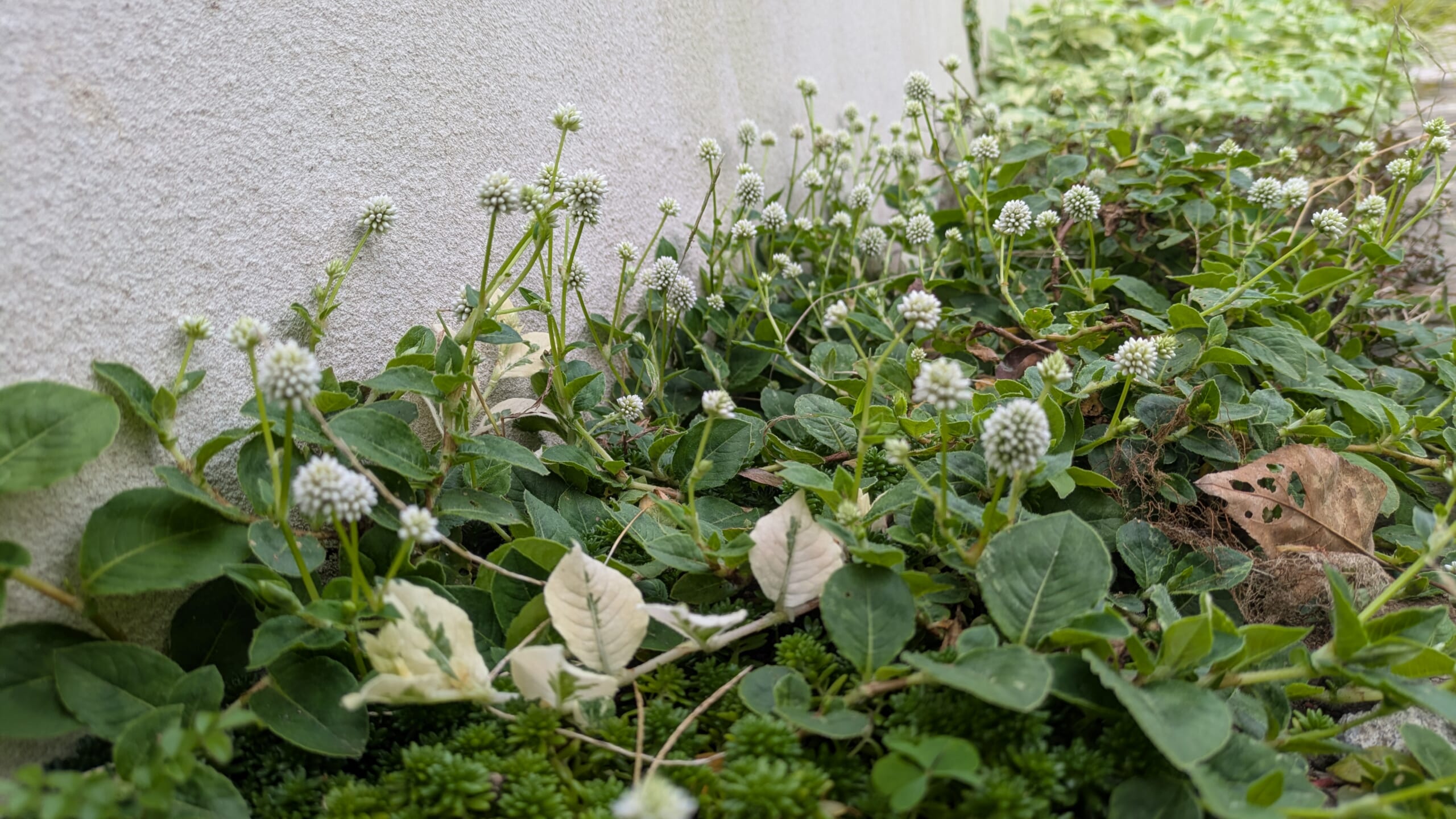 ポリゴナム　ホワイト　地植え