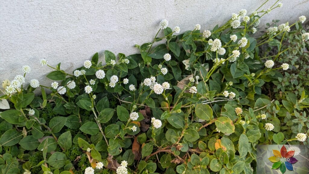 ポリゴナム　ホワイト　地植え