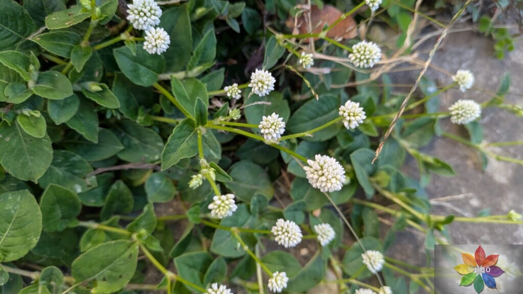 ポリゴナム　ホワイト　地植え