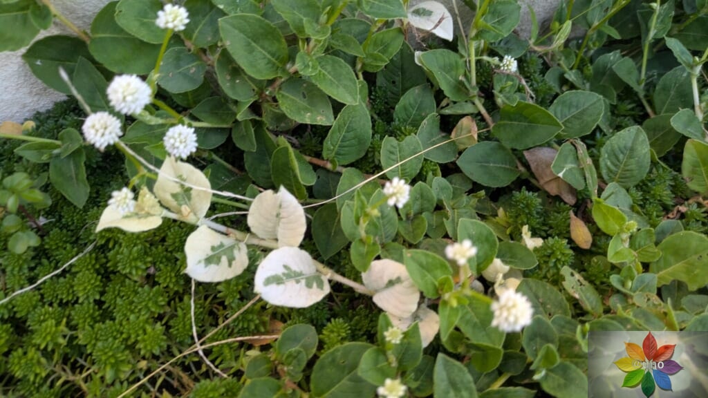 ポリゴナム　ホワイト　地植え