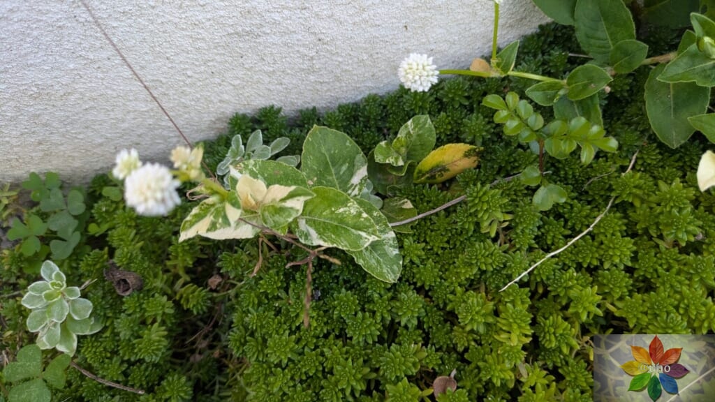 ポリゴナム　ホワイト　地植え
