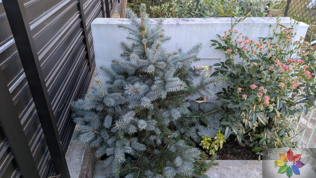ピセア プンゲンス　スーパーブルーシードリング　花壇植え