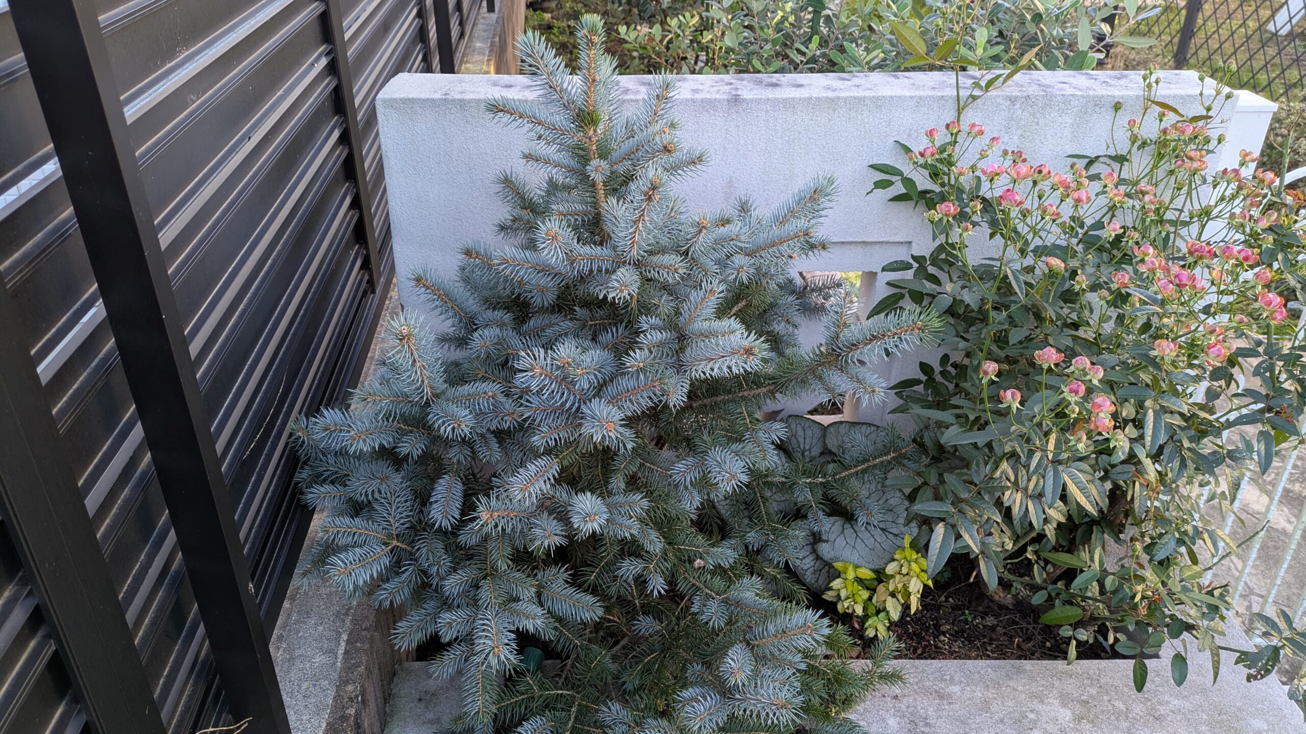 ピセア プンゲンス　スーパーブルーシードリング　花壇植え