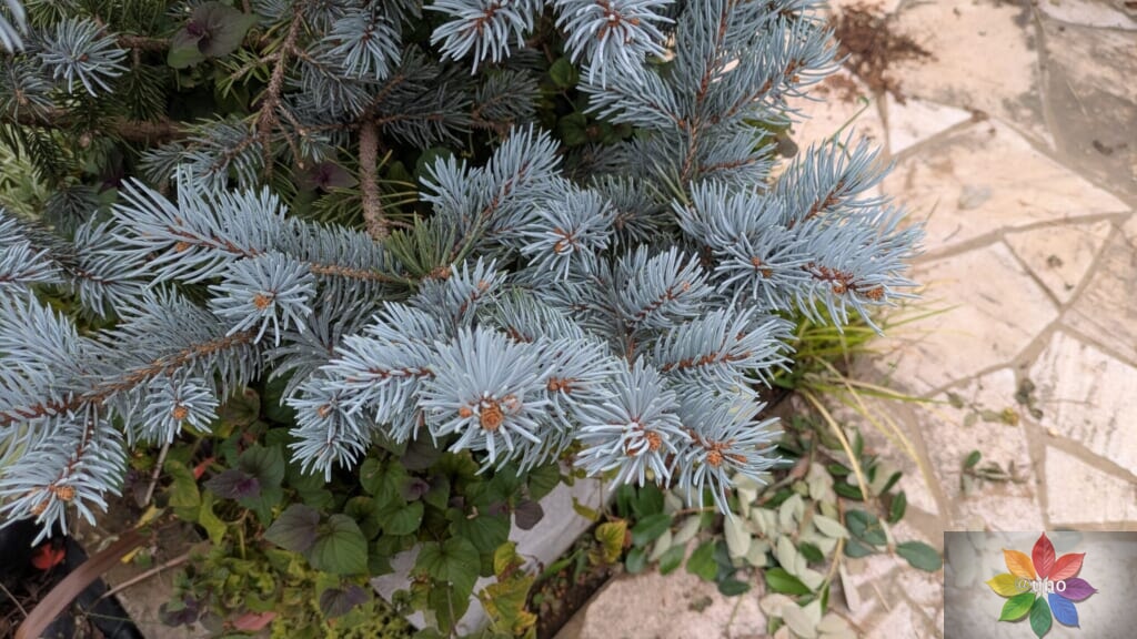 ピセア・プンゲンス ホプシー 鉢植え