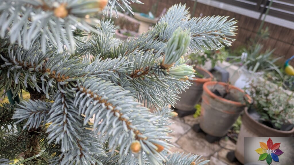 ピセア・プンゲンス ホプシー 鉢植え
