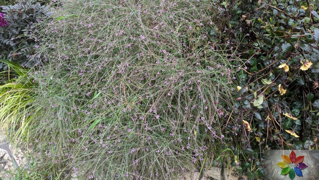 バーベナ　バンプトン　地植え