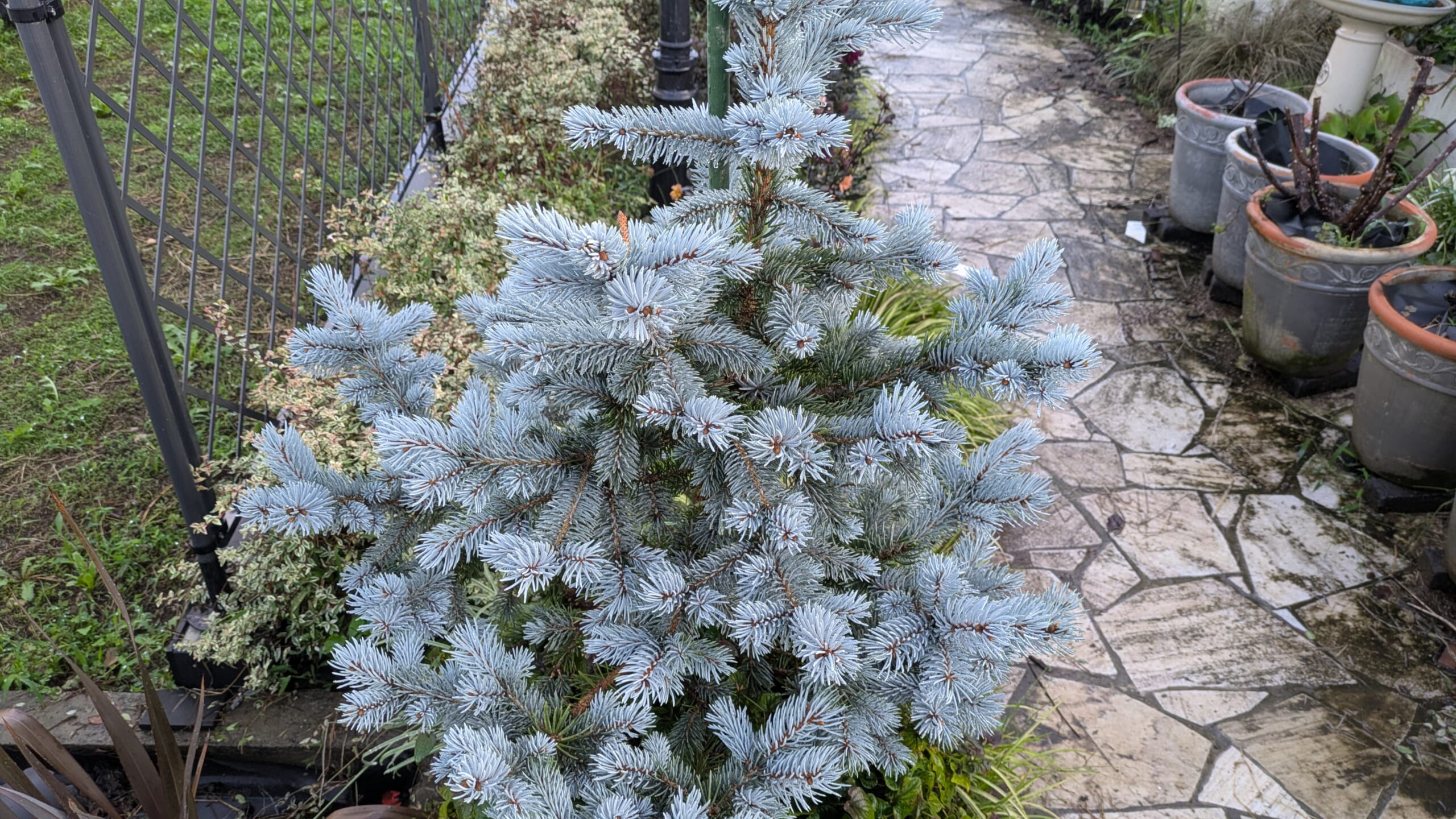 ピセア・プンゲンス　ホプシー　鉢植え