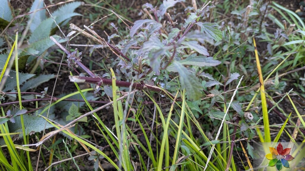 バーベナ　バンプトン　地植え