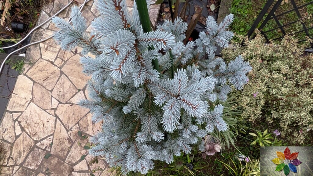 ピセア・プンゲンス ホプシー 鉢植え