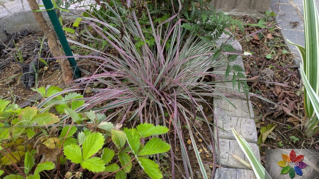スキザクリウム カメレオン 地植え
