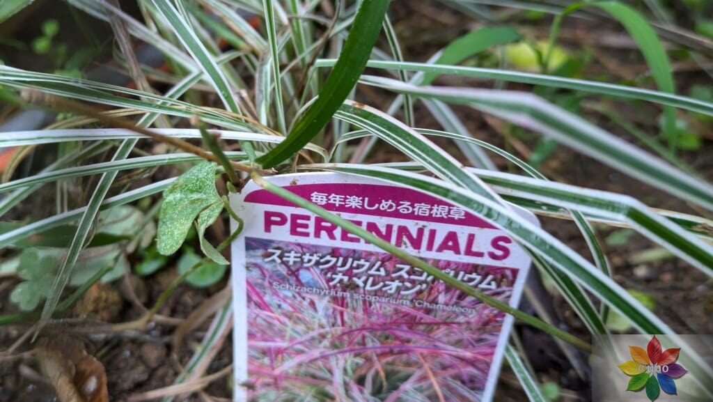 スキザクリウム カメレオン 地植え