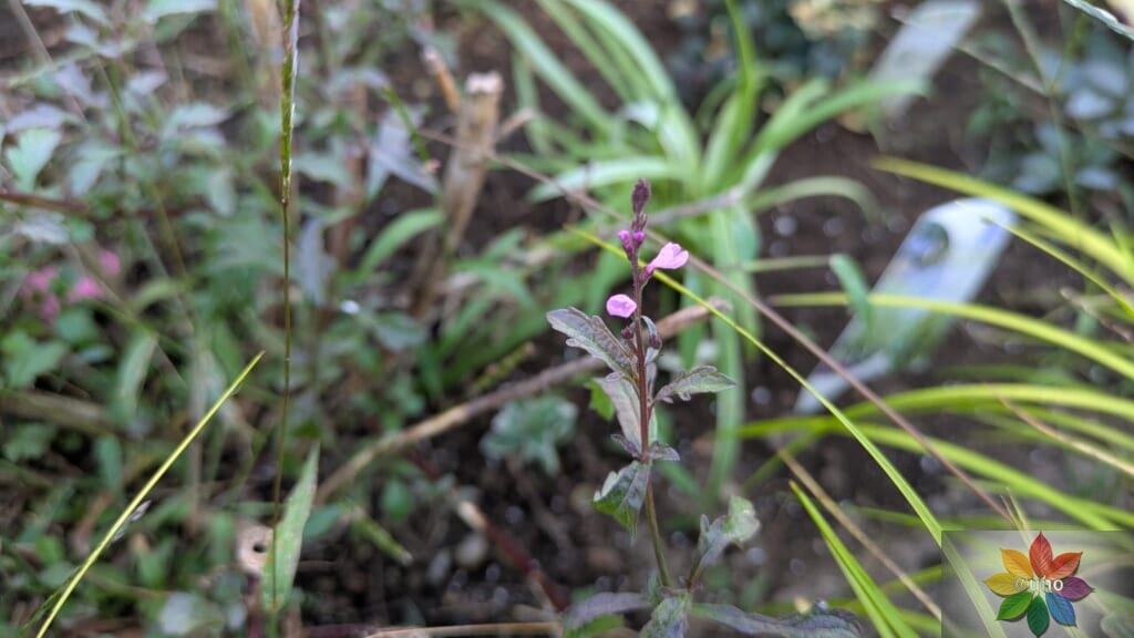 バーベナ　バンプトン　地植え